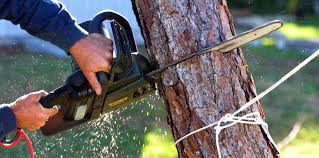 How Our Tree Care Process Works  in  Norwood, PA