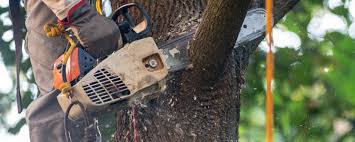 Best Lawn Maintenance Plans  in Norwood, PA