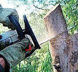 Best Tree Removal  in Norwood, PA