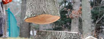 Best Tree Health Inspection  in Norwood, PA