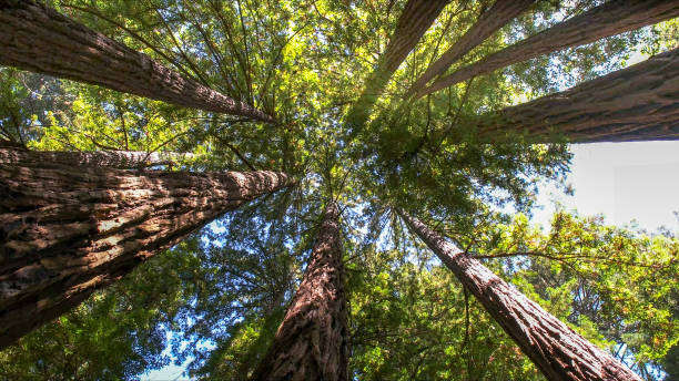 Reliable Norwood, PA Tree Removal Solutions