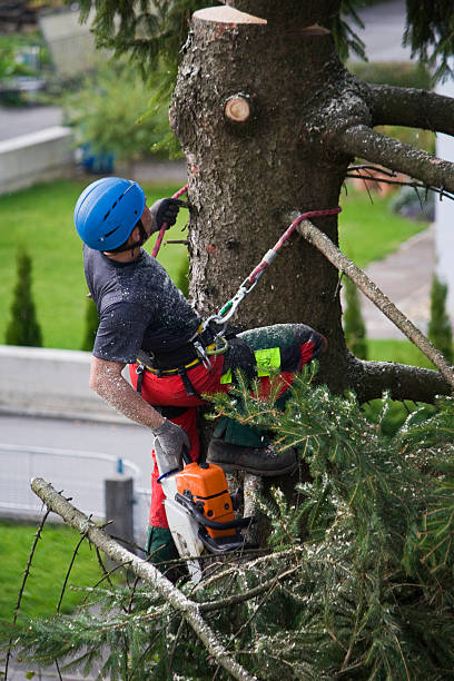 Best Tree Preservation Services  in Norwood, PA