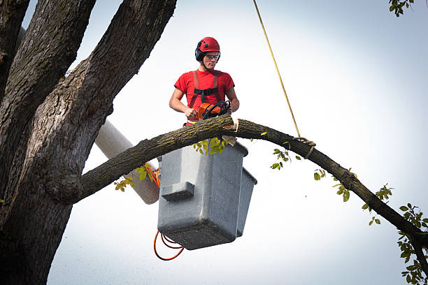 Best Commercial Tree Services  in Norwood, PA