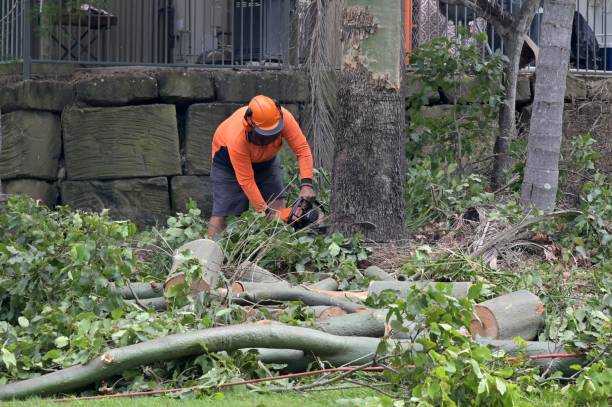 Best Root Management and Removal  in Norwood, PA