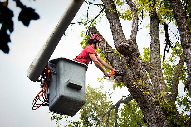 Best Emergency Tree Removal  in Norwood, PA