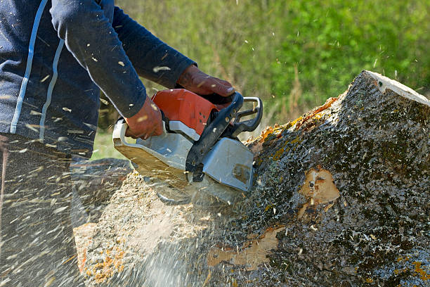 Best Weed Control  in Norwood, PA