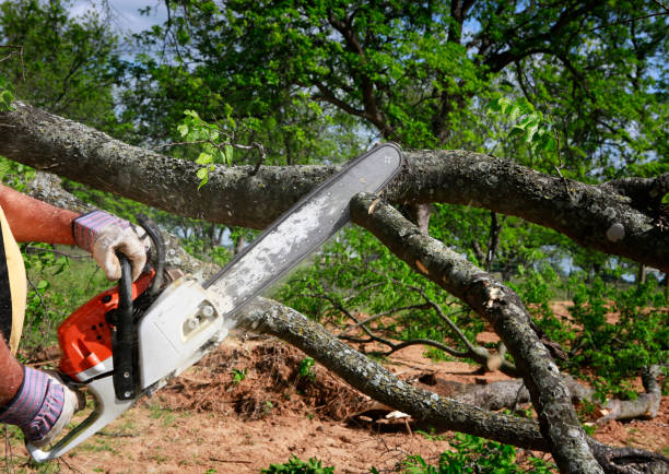 Best Commercial Tree Services  in Norwood, PA