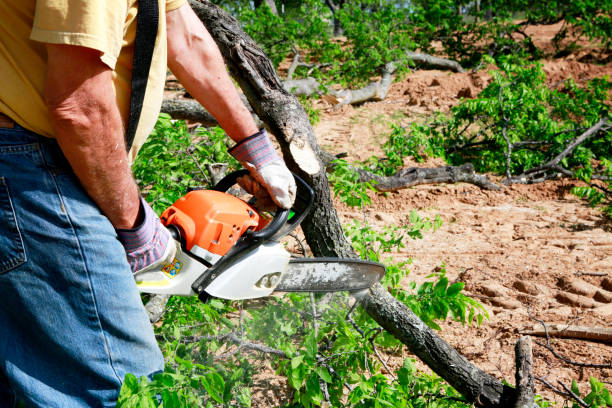 Best Grass Overseeding  in Norwood, PA