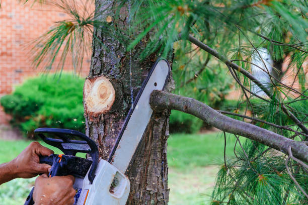 Best Tree Risk Assessment  in Norwood, PA